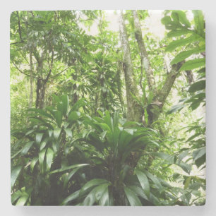 Dessous-de-verre En Pierre Forêt de pluie dominicaine I Nature verte tropical