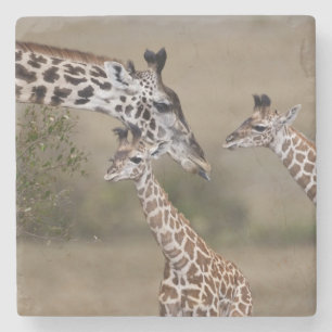 Dessous-de-verre En Pierre Girafe maasaï (Giraffa tippelskirchi)