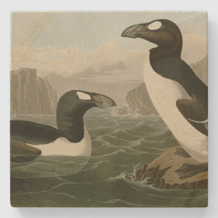Dessous-de-verre En Pierre Great Auk - John James Audubon's Birds of America