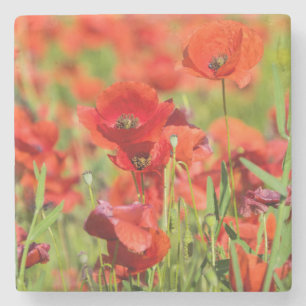Dessous-de-verre En Pierre Gros plan sur un champ de coquelicots, France