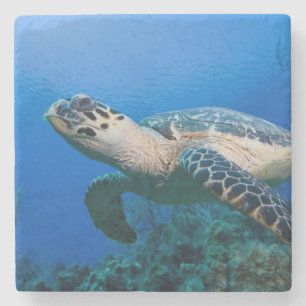 Dessous-de-verre En Pierre Îles Caïmans, Little Cayman Island, Sous l'eau 2