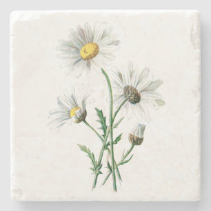 Dessous-de-verre En Pierre Illustration vintage de fleur de marguerite