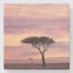 Dessous-de-verre En Pierre Image de silhouette d'un arbre d'acacia au lever d