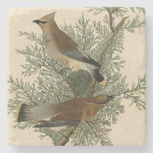 Dessous-de-verre En Pierre Impression d'oiseau de John James Audubon Jaseur b