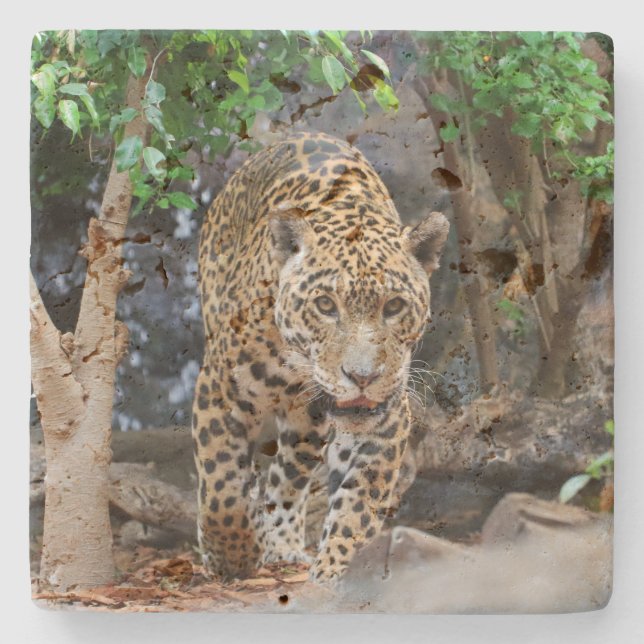 Dessous-de-verre En Pierre Jaguar20150501 (Devant)