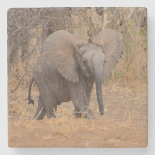 Dessous-de-verre En Pierre Jeune éléphant aux oreilles évasées.