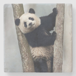 Dessous-de-verre En Pierre Jeune panda grimpant à un arbre, Chine