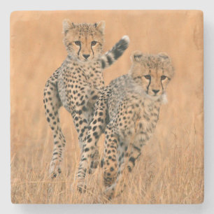 Dessous-de-verre En Pierre Jeunes guépards (Acinonyx Jubatus) en course