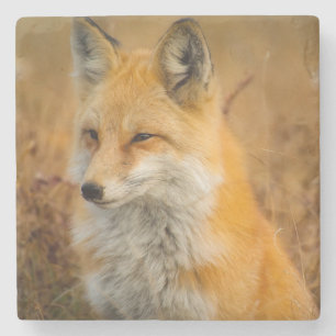 Dessous-de-verre En Pierre Jote Red Fox Wilderness Nature Photographie