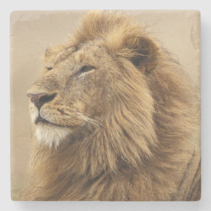 Dessous-de-verre En Pierre Kenya, Masai Mara   Lion mâle