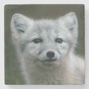 Dessous-de-verre En Pierre Kit de Fox arctique des images de Getty