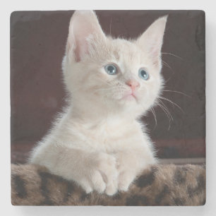 Dessous-de-verre En Pierre Kitten blanc vulnérable