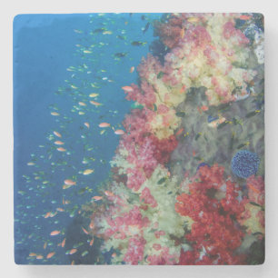 Dessous-de-verre En Pierre La barrière de corail sous-marine, Indonésie