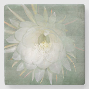 Dessous-de-verre En Pierre La Reine de la fleur de nuit - oxypetalum
