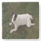 Le Jack adorable et énergique Russell