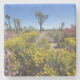 Dessous-de-verre En Pierre Le Parc National De Joshua Tree En Fleur