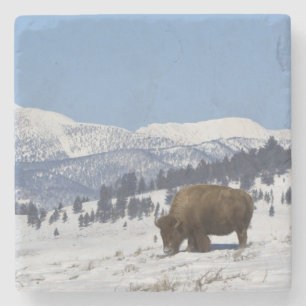 Dessous-de-verre En Pierre Les Etats-Unis, WY, Yellowstone NP, bison de bison