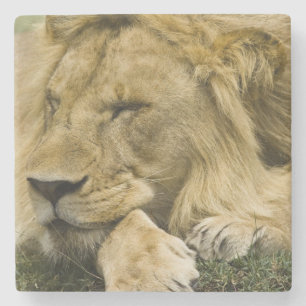 Dessous-de-verre En Pierre Lion d'Afrique, Panthera leo, allongé endormi