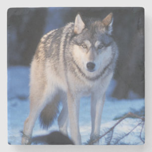 Dessous-de-verre En Pierre loup gris, Canis lupus, dans les contreforts