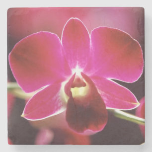 Dessous-de-verre En Pierre Malaisie, Orchidée