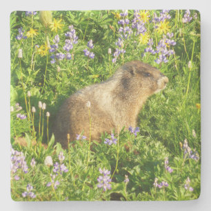 Dessous-de-verre En Pierre Marmot dans le Mont Rainier Fleurs sauvages