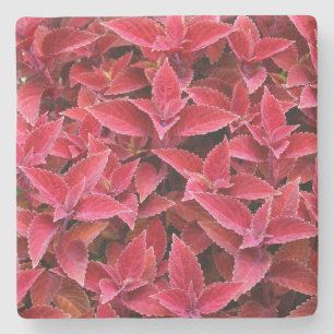 Dessous-de-verre En Pierre Maroon Red Coleus Texture, Dessous de verre de pie
