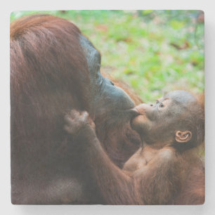 Dessous-de-verre En Pierre Mère orang-outan et bébé