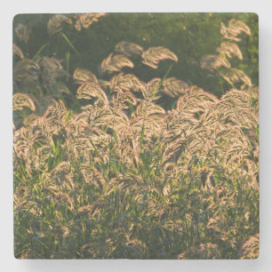 Dessous-de-verre En Pierre Millet sauvage (Panicum Sp.) Cultivation En Mer