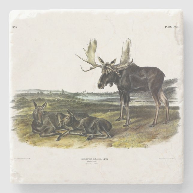 Dessous-de-verre En Pierre Moose Deer (Moose - Alces alces) par Audubon (Devant)