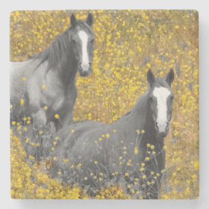 Dessous-de-verre En Pierre Moutarde et chevaux