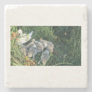 Dessous-de-verre En Pierre Mute Swan Adult And Cygnets