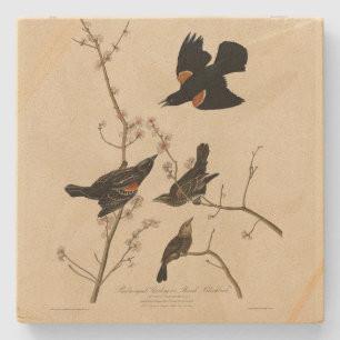 Dessous-de-verre En Pierre Oiseau noir à ailes rouges - Oiseaux d'Amérique d'