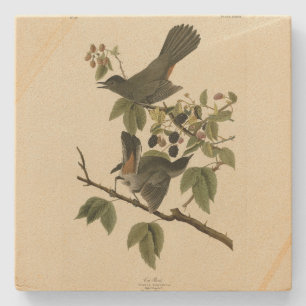Dessous-de-verre En Pierre Oiseaux de chats (Colibri gris) Oiseaux d'Amérique