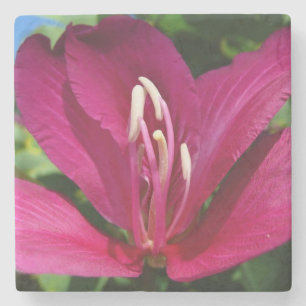 Dessous-de-verre En Pierre Orchidée Fleurie tropicale Florale