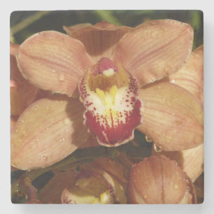 Dessous-de-verre En Pierre Orchidées de Pêche avec Raindrops Floral