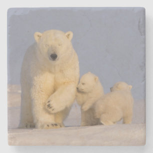 Dessous-de-verre En Pierre ours polaire, Ursus maritimus, truie avec nouveau-
