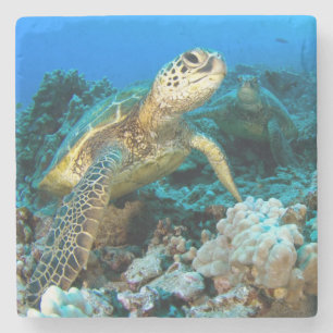 Dessous-de-verre En Pierre Paires de tortue