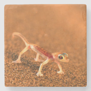 Dessous-de-verre En Pierre Palmatogecko On Sand Dune, Swakpomund, Erongo