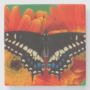 Dessous-de-verre En Pierre Papillon noir à queue fourchue sur une marguerite 