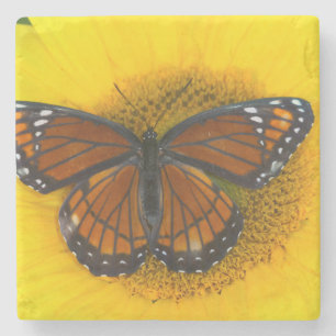 Dessous-de-verre En Pierre Papillon Viceroy   Limenitis Archippus