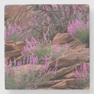Dessous-de-verre En Pierre Parc national de Capitol Reef, Utah, États-Unis