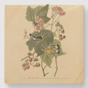 Dessous-de-verre En Pierre Parulines jaunes et noires Audubon's Birds of Amer