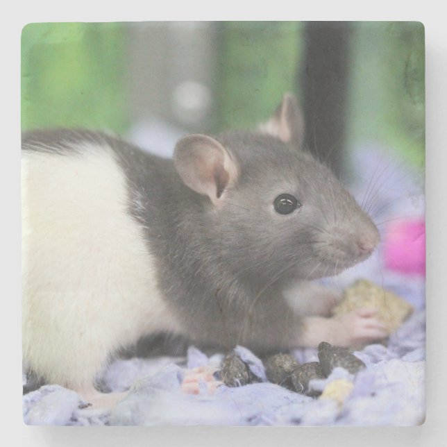 Dessous-de-verre En Pierre Petit rat (Devant)