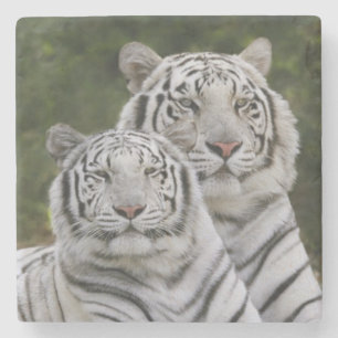 Dessous-de-verre En Pierre Phase blanche, Tigre du Bengale, Tigre du Tigre, T