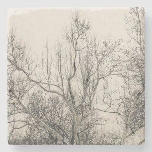 Dessous-de-verre En Pierre Photo de brouillard d'hiver dans le Central Park