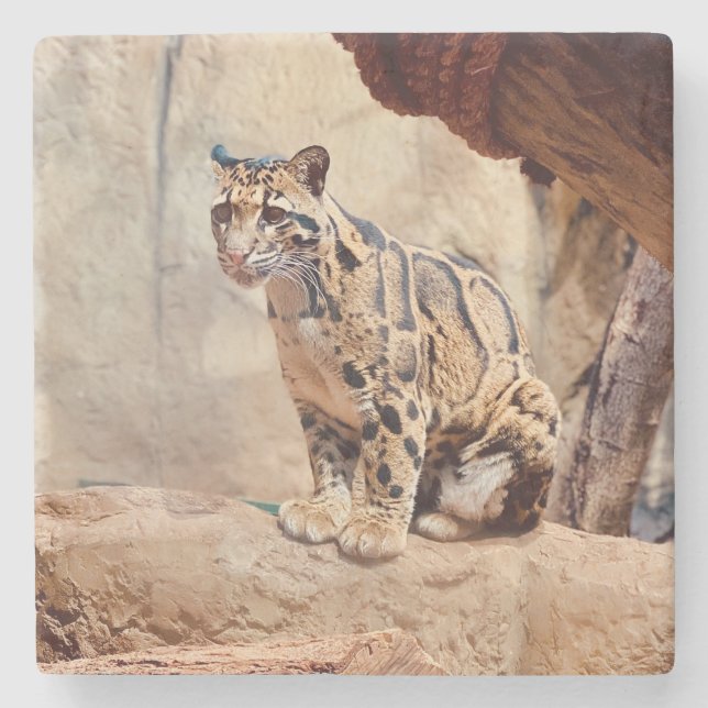 Dessous-de-verre En Pierre photo de léopard nuageux nature faune exotique (Devant)