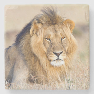 Dessous-de-verre En Pierre Photo de lion majestueuse