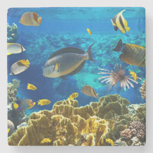Dessous-de-verre En Pierre Photo d'un poisson tropical sur un récif coralien