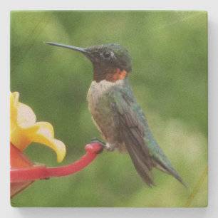 Dessous-de-verre En Pierre Photographie d'oiseau Colibri à gorge rubis