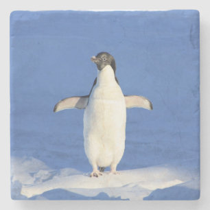Dessous-de-verre En Pierre Pingouin drôle sur la glace photo